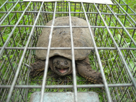 Snapping Turtle Brad caught